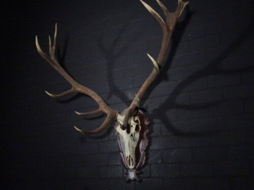 Edelhert (Cervus elaphus)