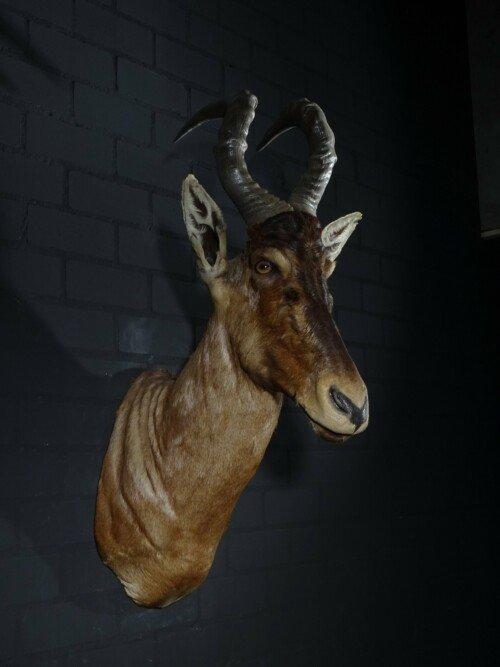 Red Hartebeest (Alcelaphus buselaphus