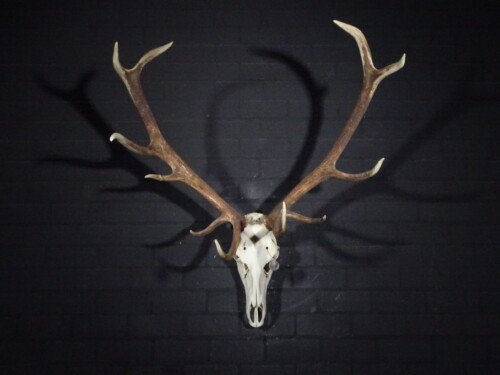 Edelhert (Cervus elaphus)