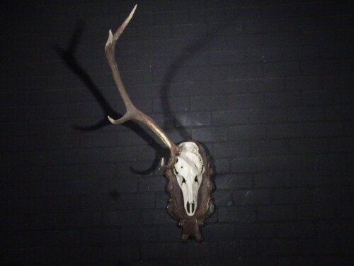Edelhert (Cervus elaphus)