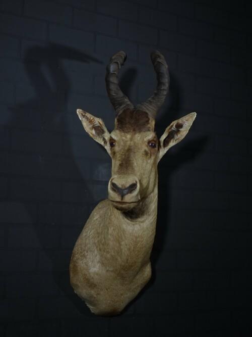 Red Hartebeest (Alcelaphus buselaphus
