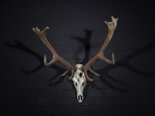 Edelhert (Cervus elaphus)