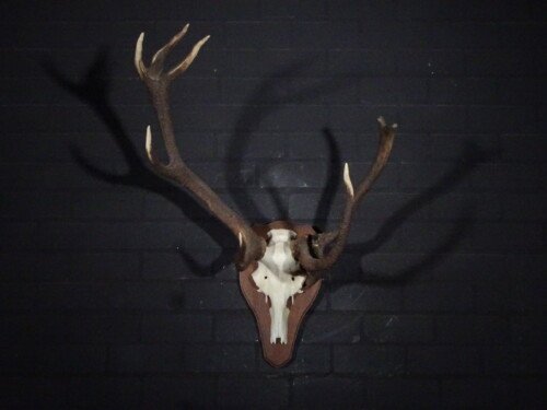 Edelhert (Cervus elaphus)