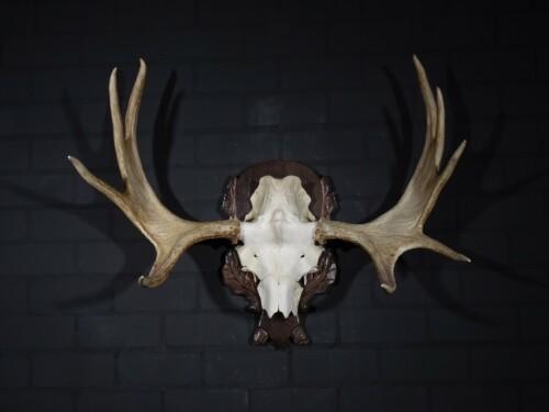 Eland (Alces Alces)