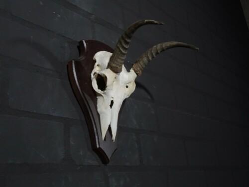 Reedbok (Redunca redunca)