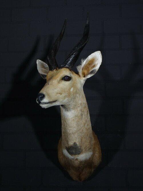 Bushbok (Tragelaphus scriptus)