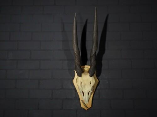 Eland Antilope (Taurotragus oryx)