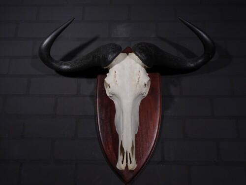 Blauw Wildebeest (Connochaetes taurinus)