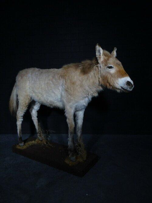 Przewalski Paard (Equus ferus przewalskii)
