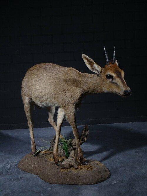 Duiker (Sylvicapra grimmia)