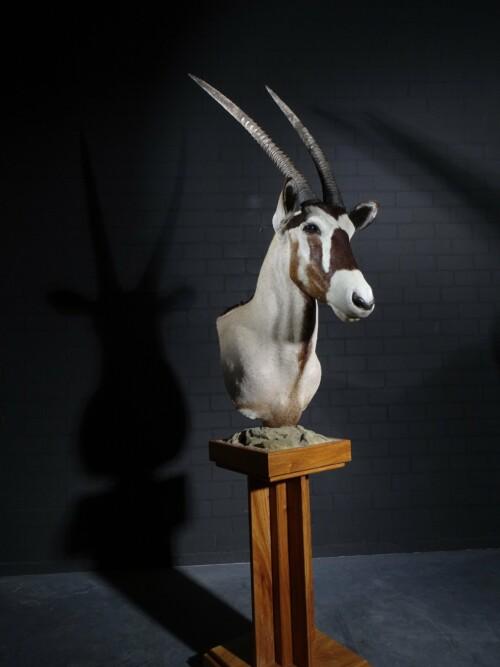 Oryx (Oryx gazella)