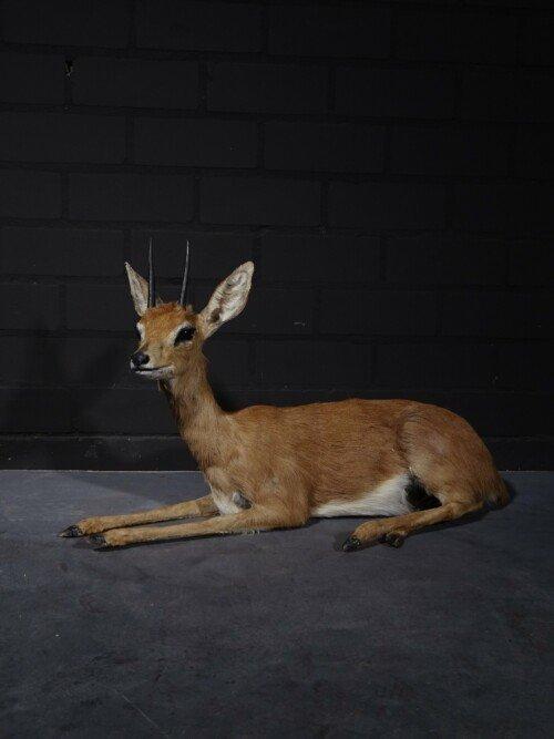 Steenbok (Raphicerus campestris)