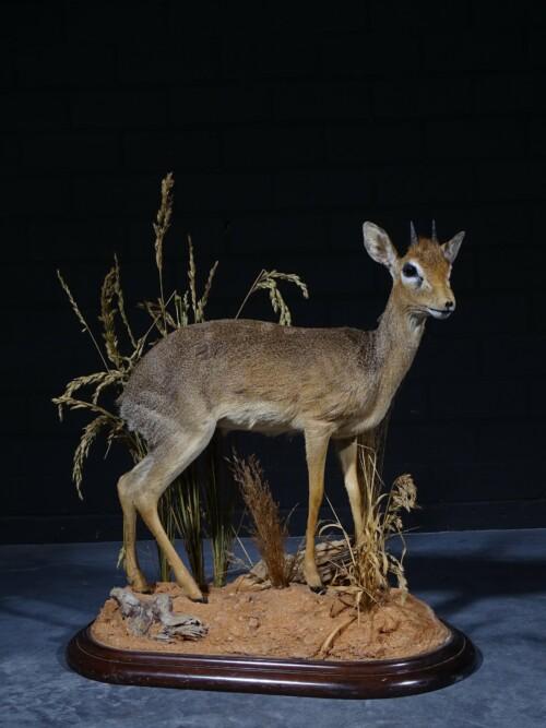 Dik Dik (Madoqua kirkii)