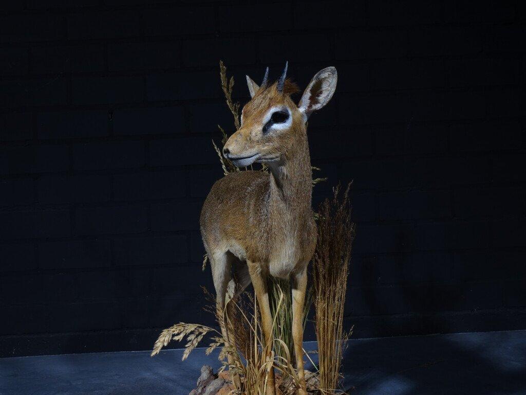 Mast qizni mashinada sikishdi