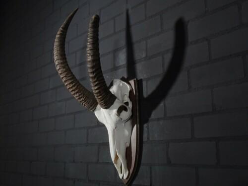 Roan Antilope (Hippotragus equinus)