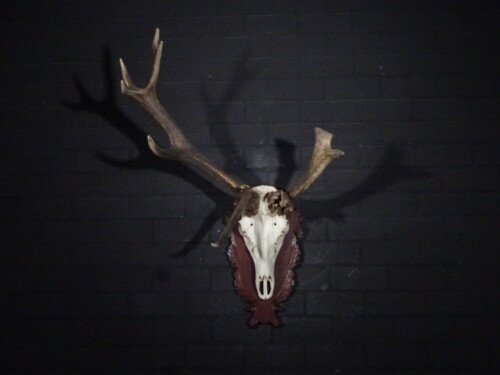 Edelhert (Cervus elaphus)