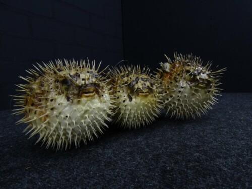 porcupine fish