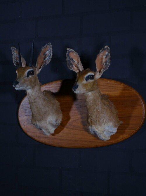 Steenbok (Raphicerus campestris)