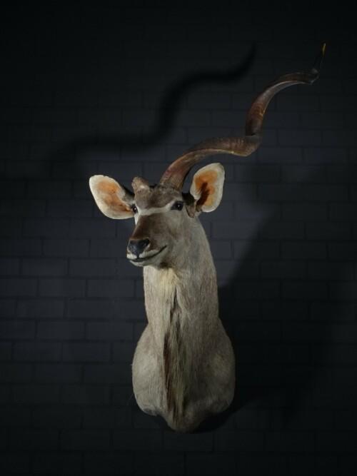 Grote Kudu (Tragelaphus strepsiceros)