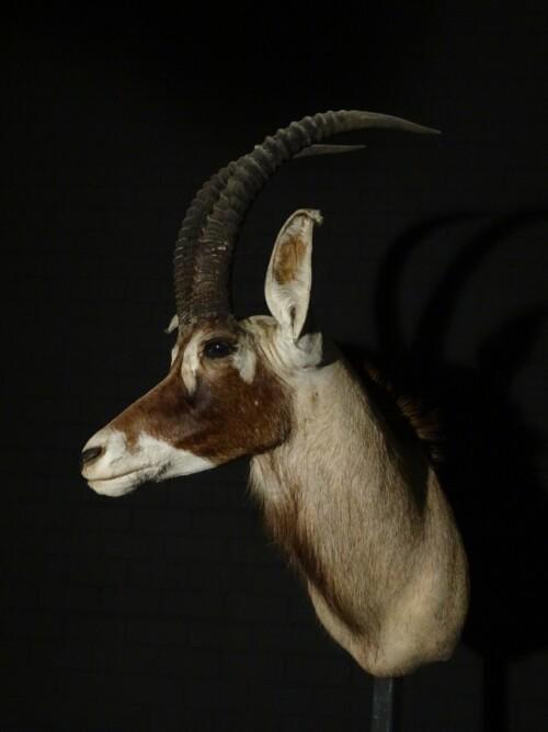 Roan Antilope (Hippotragus equinus)