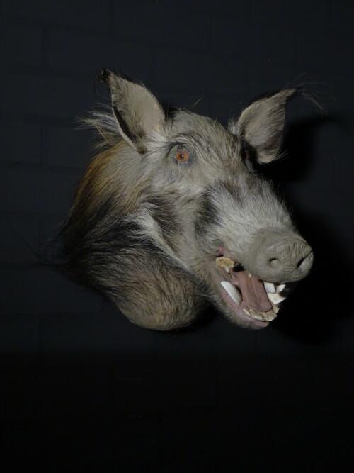 Red River Hog (Potamochoerus porcus)