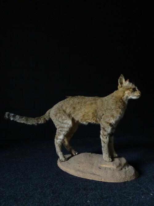 Afrikaanse Wilde kat (Felis lybica)