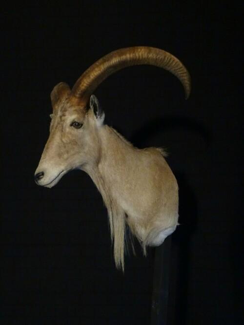 Manenschaap (Ammotragus lervia)