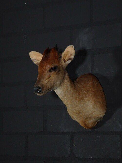 Rode duiker ( Cephalophus natalensis)