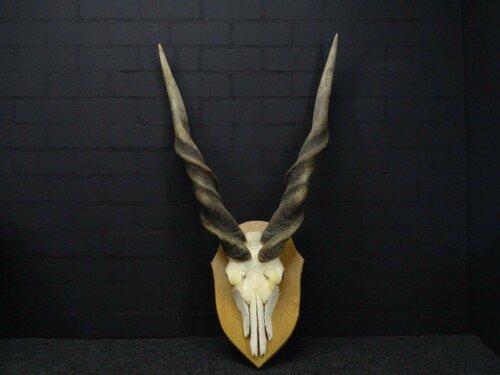 Derby Eland Antilope (Taurotragus derbianus)