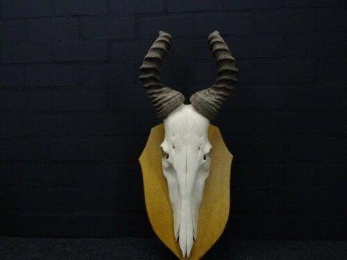 Western Hartenbeest (Alcelaphus buselaphus major)