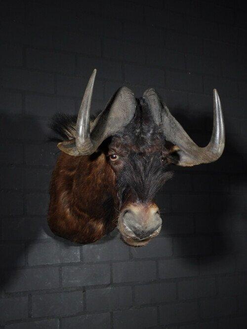Black wildebeest (Connochaetes gnou)