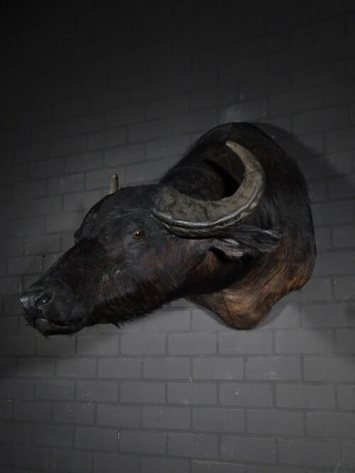 Australische Waterbuffel (Bubalus arnee bubalis)