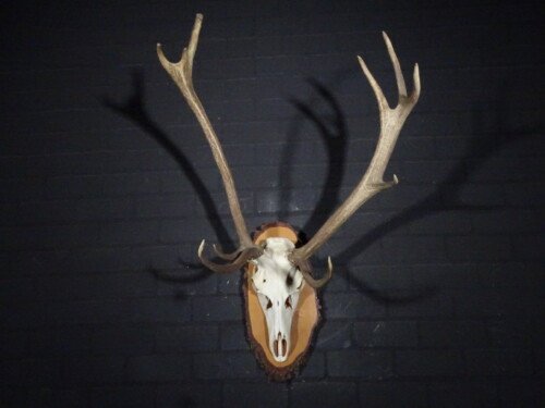 Edelhert (Cervus elaphus)