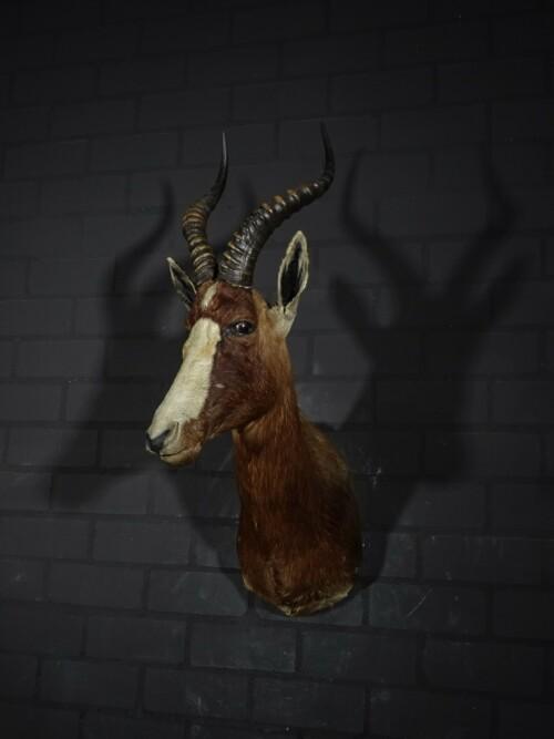 Blesbok (Damaliscus pygargus phillipsi)