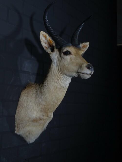 Reedbok (Redunca Redunca)