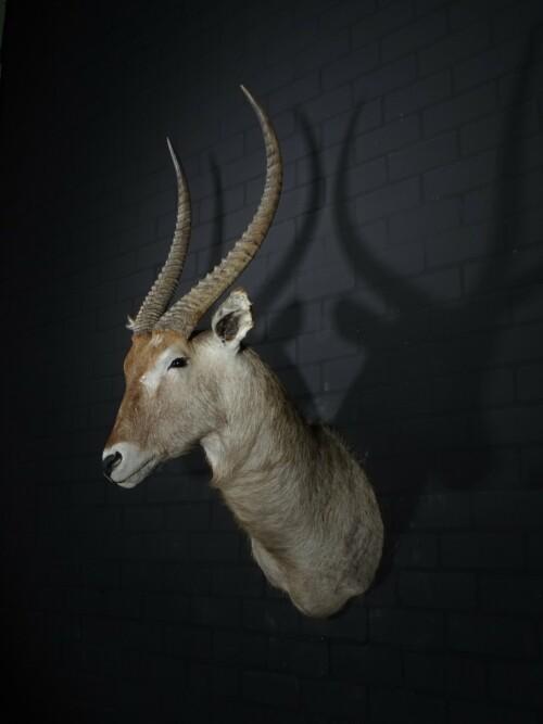 Waterbok (Kobus ellipsiprymnus)
