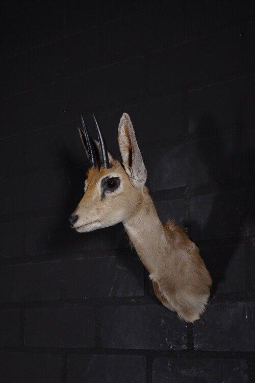 Steenbok (Raphicerus campestris)