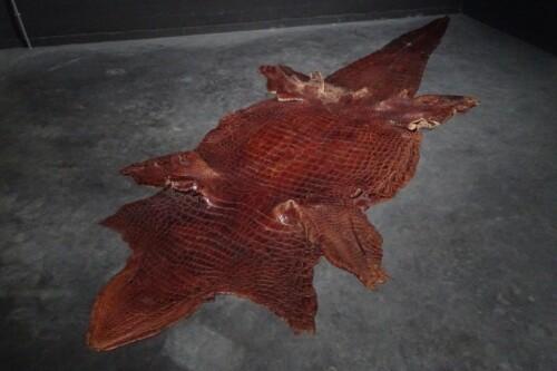 Nijlkrokodil (Crocodylus niloticus)