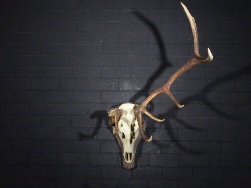 Edelhert (Cervus elaphus)