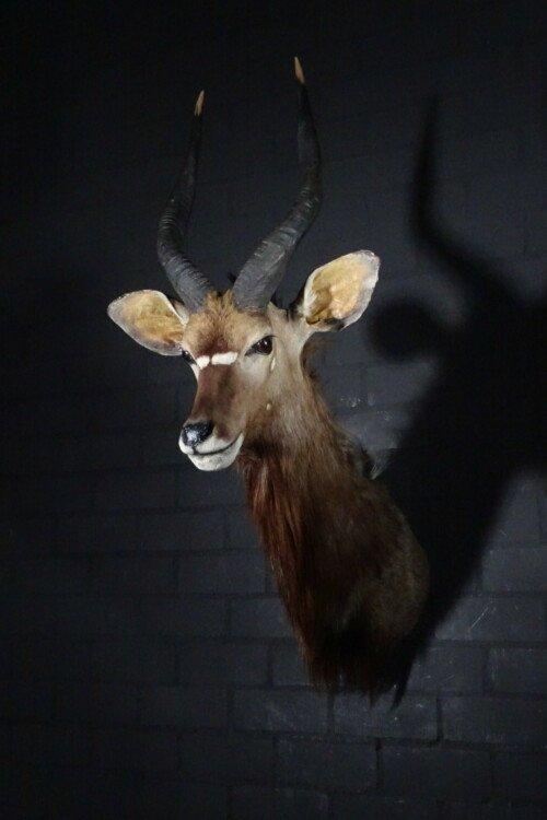 Nyala (Tragelaphus angasii)