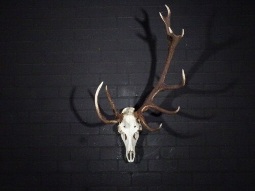 Edelhert (Cervus elaphus)