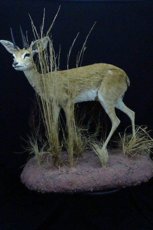 Steenbok (Raphicerus campestris)