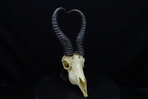 Springbok (antidorcas-marsupialis)