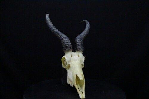 Springbok (antidorcas-marsupialis)