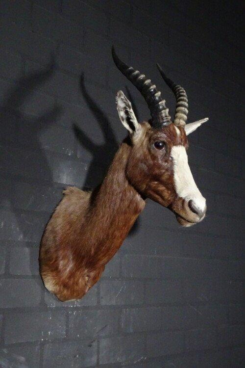 Blesbok (Damaliscus pygargus phillipsi)