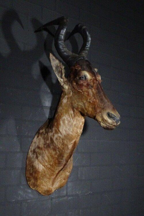 Red Hartebeest (Alcelaphus buselaphus)