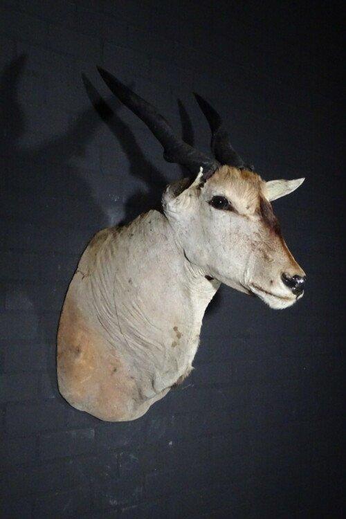 Elandantilope (Taurotragus oryx)