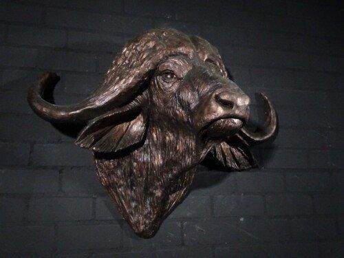 Kafferbuffel (Syncerus caffer)