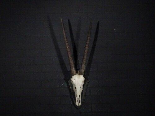 Oryx (Oryx gazella)