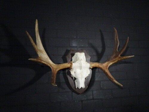 Eland (Alces Alces)